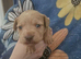 6 mixed puppies for sale