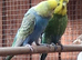2 breading pairs of budgies