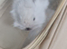 Baby bunnies