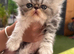 Beautiful kittens ready now