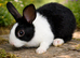 8 weeks old baby rabbits