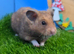 Pedigree Syrian Hamster Boy