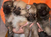 Pomeranian puppies