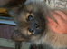 Pomerian for sale