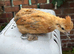 Silkie hybrid and Polish hybrid chicks 4 for £50