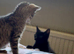 3 kittens for sale