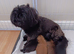 Shih tzu pups