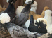 Silkie hens and Polish hens point of lay