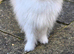 Tiny Pomeranian x