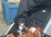 Cockapoo female puppy