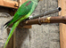 Alexandrian Male&Female