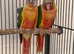 Beautiful 2026 Hand Reared Conures For Sale