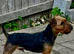Lakeland terrier puppies