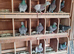 Raceing pigeons