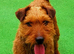 Lakeland terrier