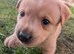 Labrador puppies