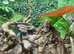 Motley Nicaraguan Dwarf Boa at Birmingham Reptiles