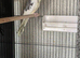 Handsome Adult Male Cockatiel (Pied Mutation) – Proven Breeder