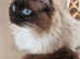 Mitted chocolate male 6yrs old Seal point female 6yrs old