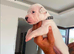 10 beautiful blue staffy