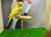 Raza canary cock