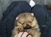 Teddy bear Pomeranian pups