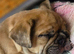 French bull dog boy last one reduced £850