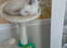 Ragdoll kitten