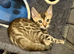Beautiful Bengal Babies