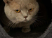 Stunning lilac BSH entire male GCCF active dna tested super sweet from toplines!