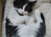 3 lovely mixed breed kittens for sale...black boy sold!