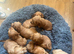 Beautiful litter of working cocker spaniels