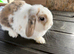 Female mini lop