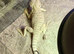 WANTED! 2 Female Toad-headed Agamas