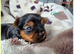 Adorable Yorkshire Terrier puppies.