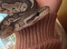 Royal python