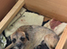 3 KC Registered Border Terrier Dog Pups