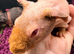 Skinny Pig Girls - Ready Now