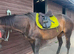 Horse 16.2hh Roxie for sale