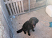 Springer spaniel cross collie