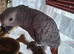 Female african grey