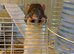 2 male dumbo rats