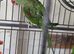 Pair of amazon's for sale
