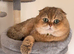 &pound;550 1 male left Golden Chinchilla Scottish  &ndash; Teddy Bear Faces in London