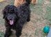 Toy poodle puppies girls KC reg Fully Vaccinated