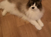 Male Ragdoll cat