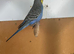 Budgies