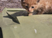Ginger needs a forever home
