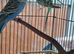 Young cock and hen