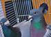 Racers breeder pair Very nice